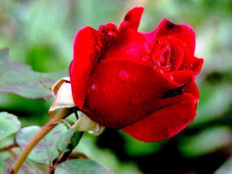 red rose with water droplets