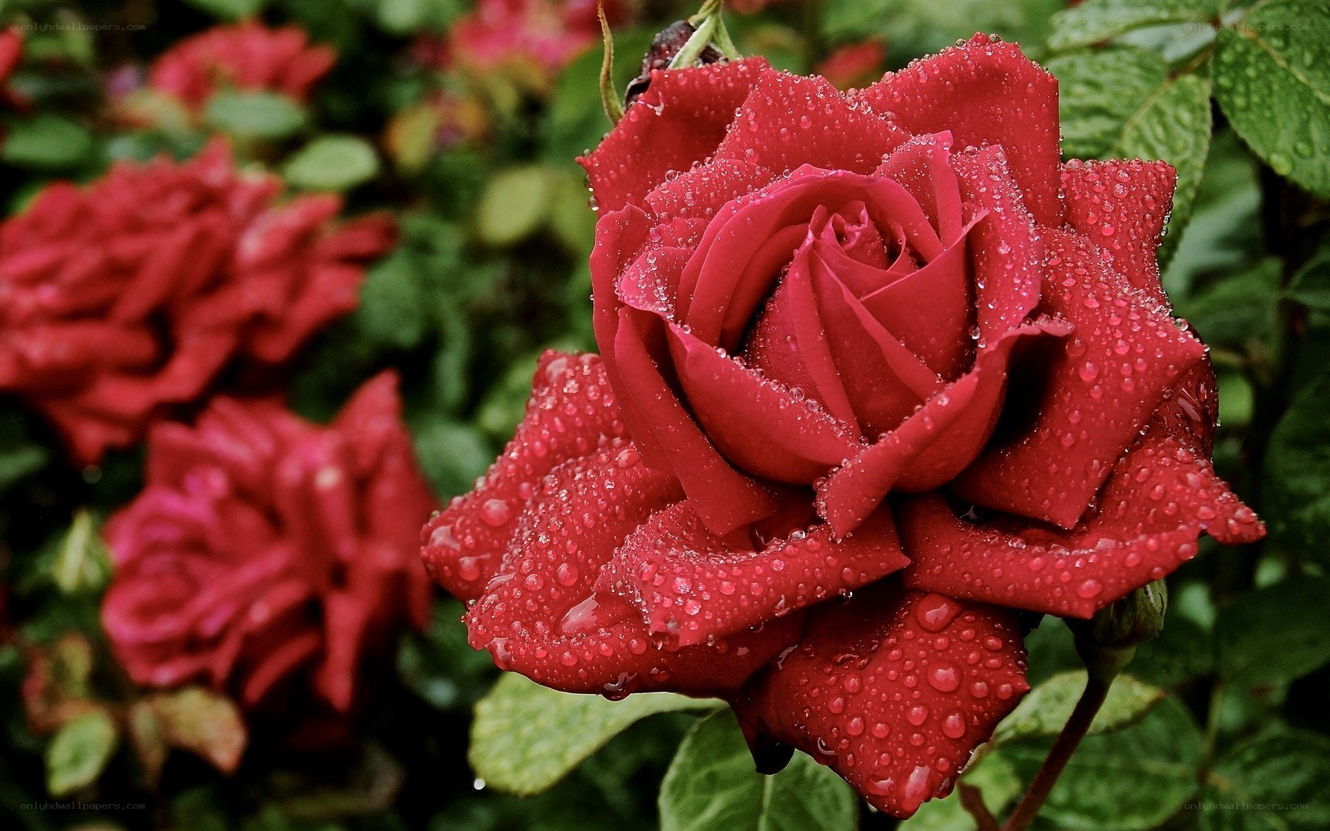 Red rose with water droplets