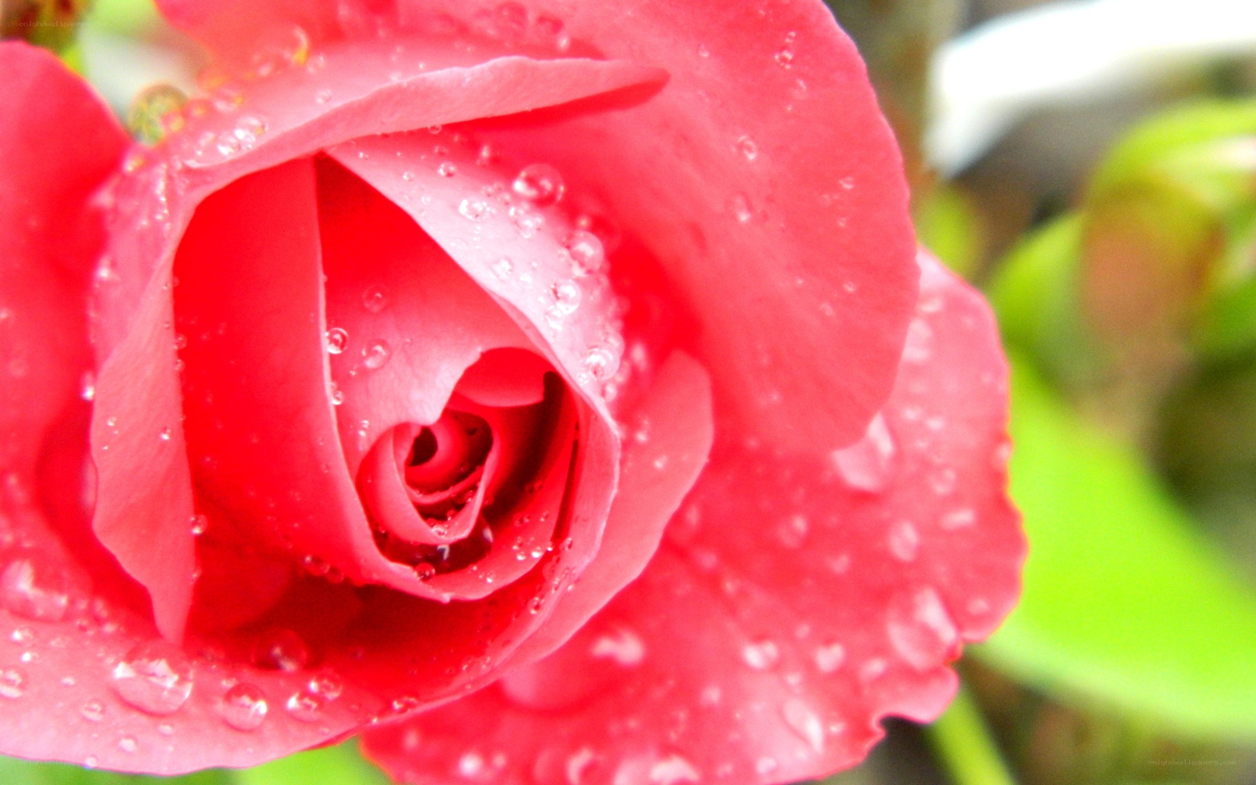 Red rose with water droplets
