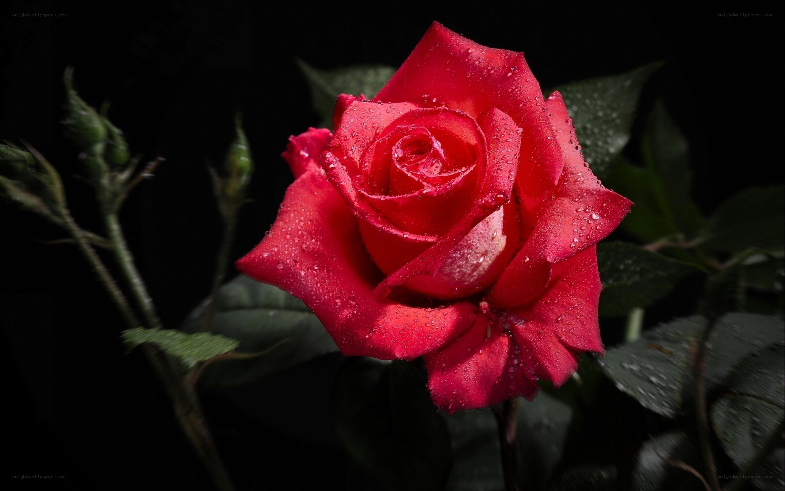 Red rose with water droplets