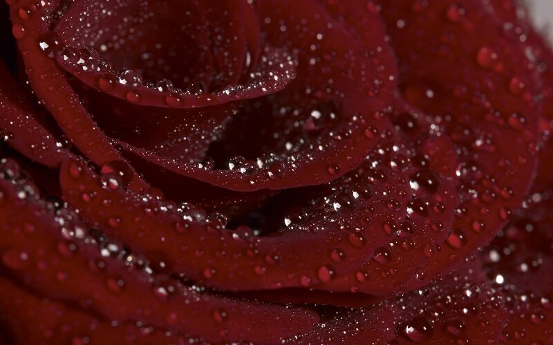 red rose with water droplets