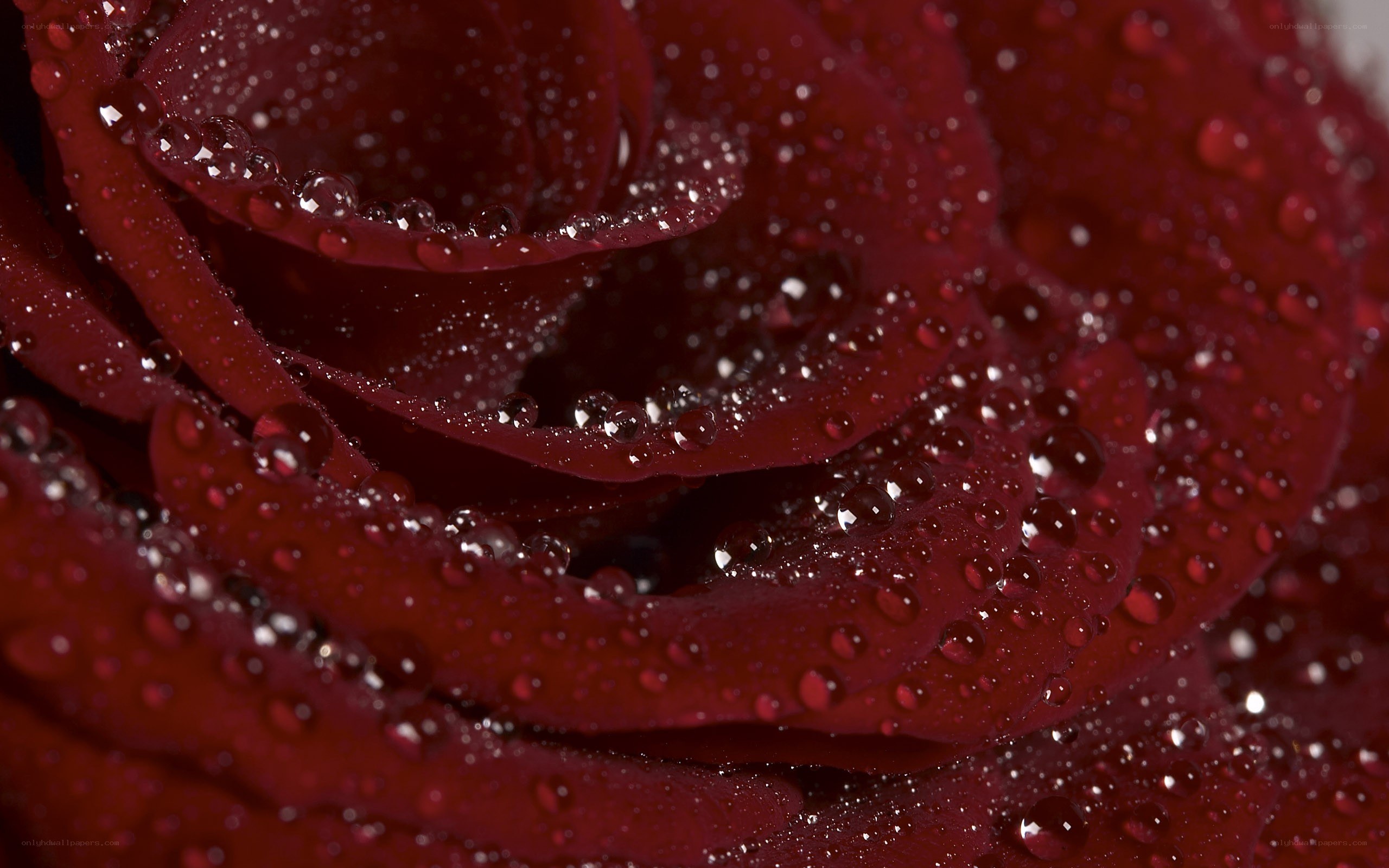 red rose with water droplets