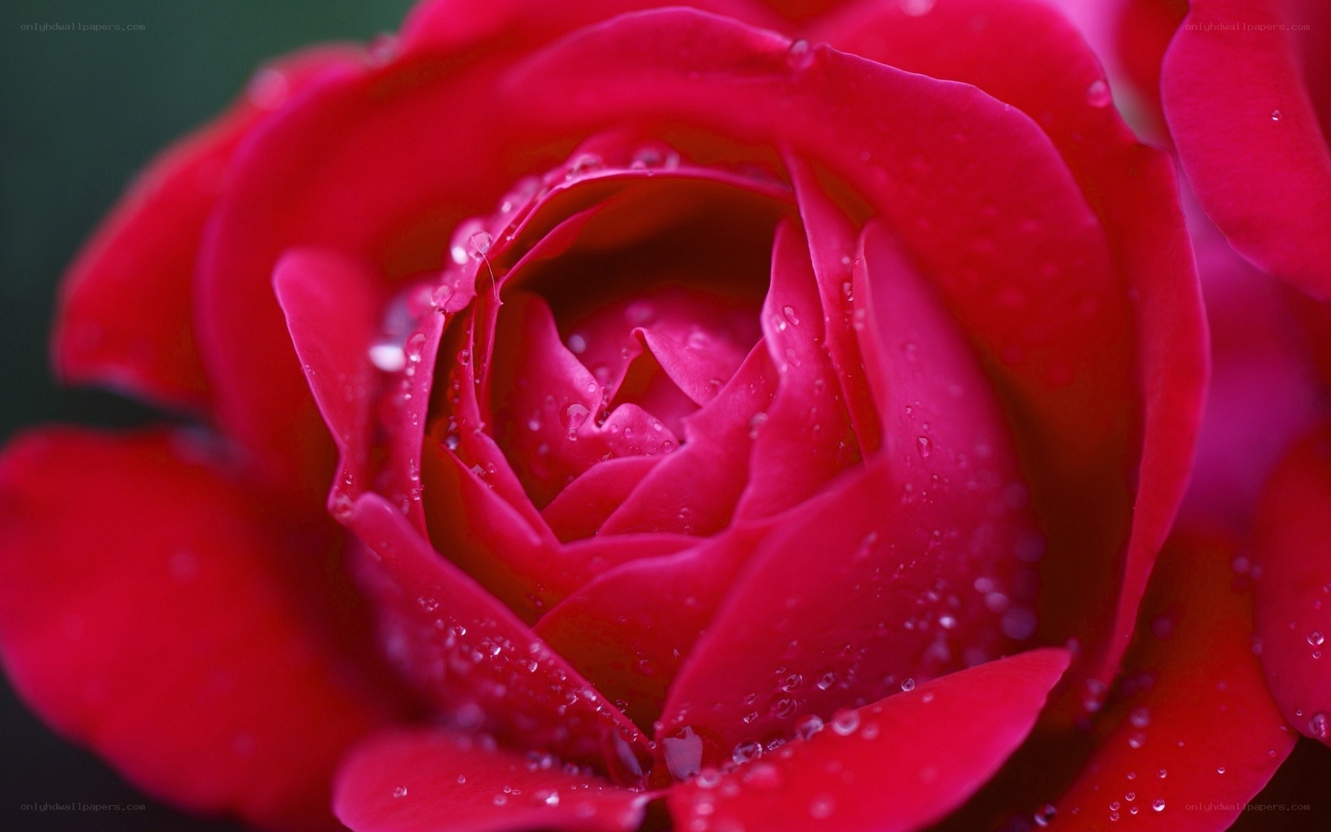 red rose with water droplets