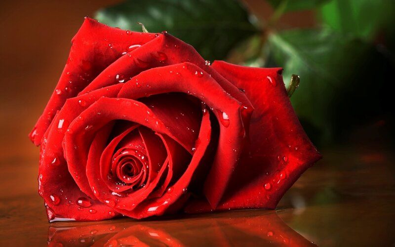 Red rose with water droplets