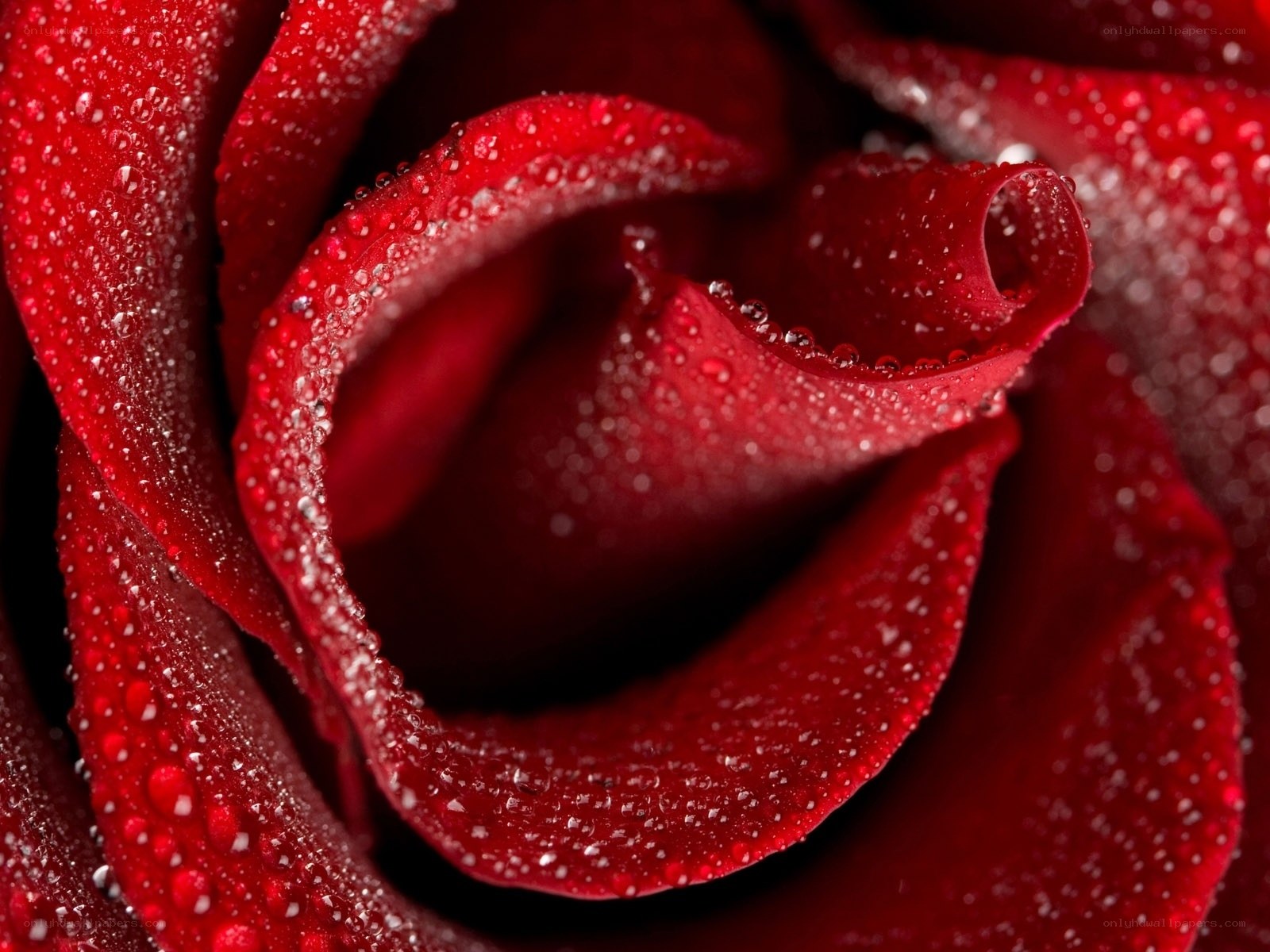 Red rose with water droplets