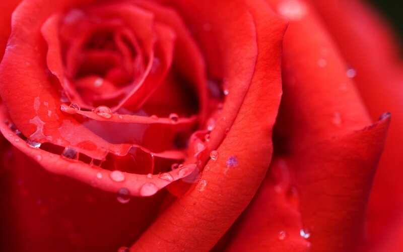 Red rose with water droplets