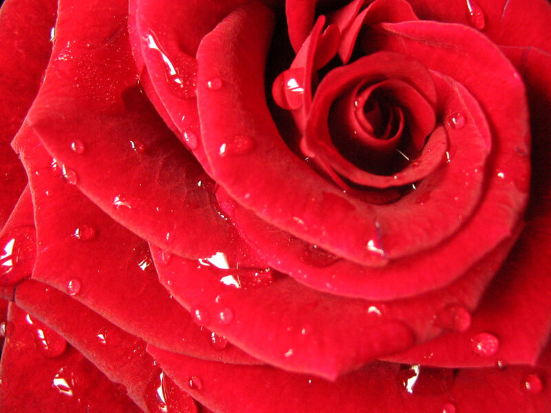 Red rose with water droplets