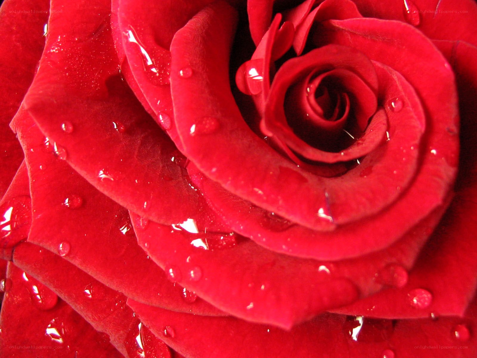 Red rose with water droplets