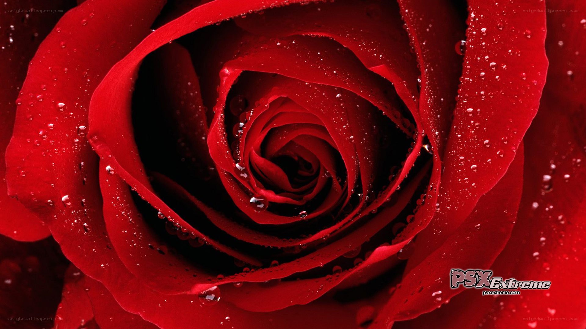 Red rose with water droplets