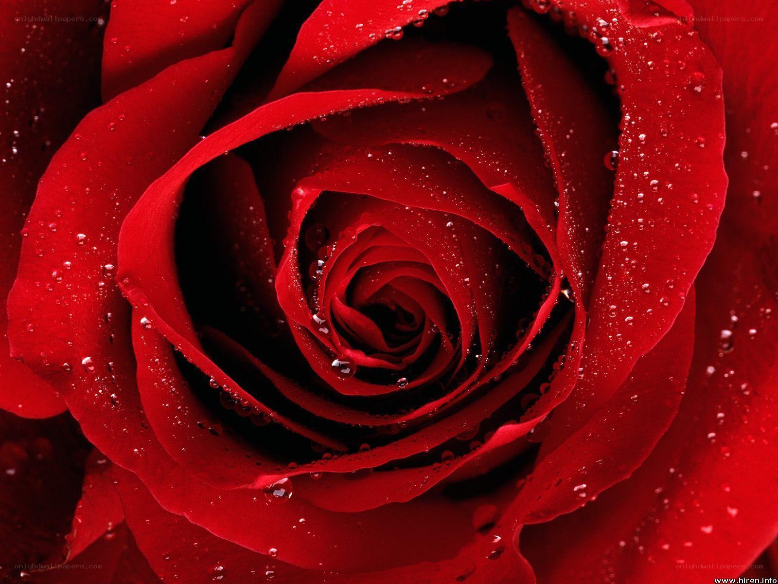 Red rose with water droplets