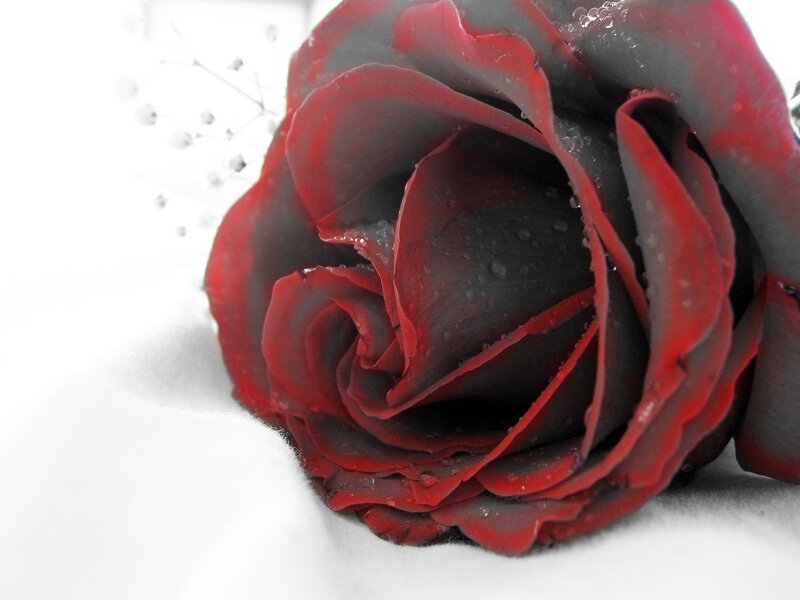 Red rose with water droplets