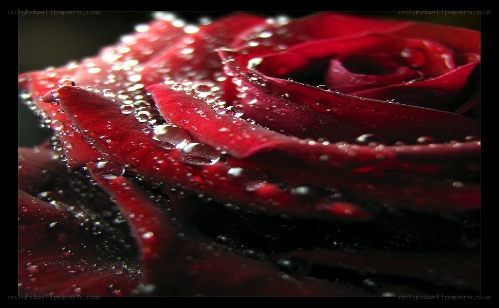 Red rose with water droplets