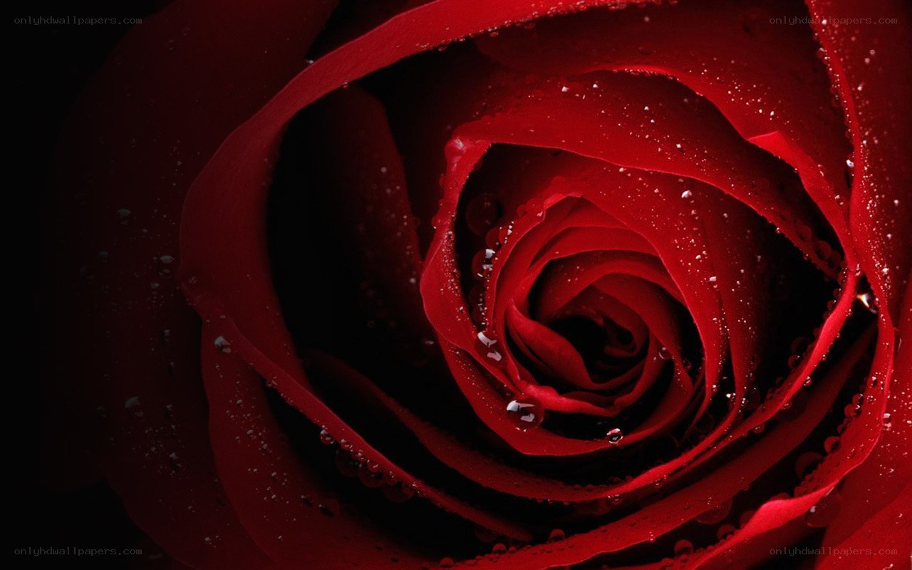 Red rose with water droplets