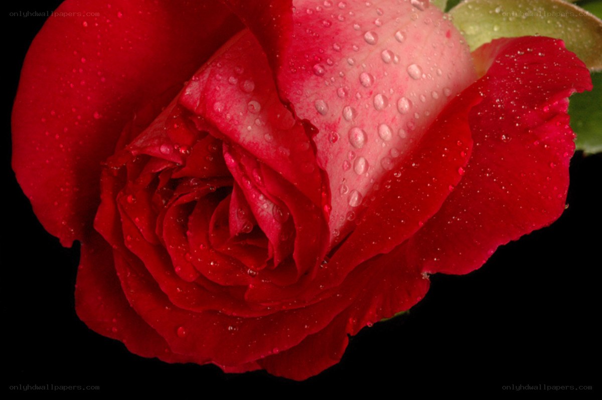 Red rose with water droplets