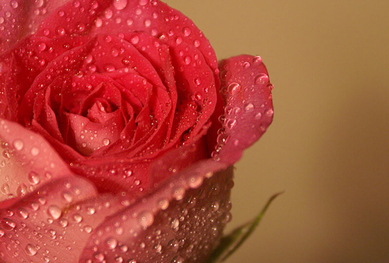 Red rose with water droplets
