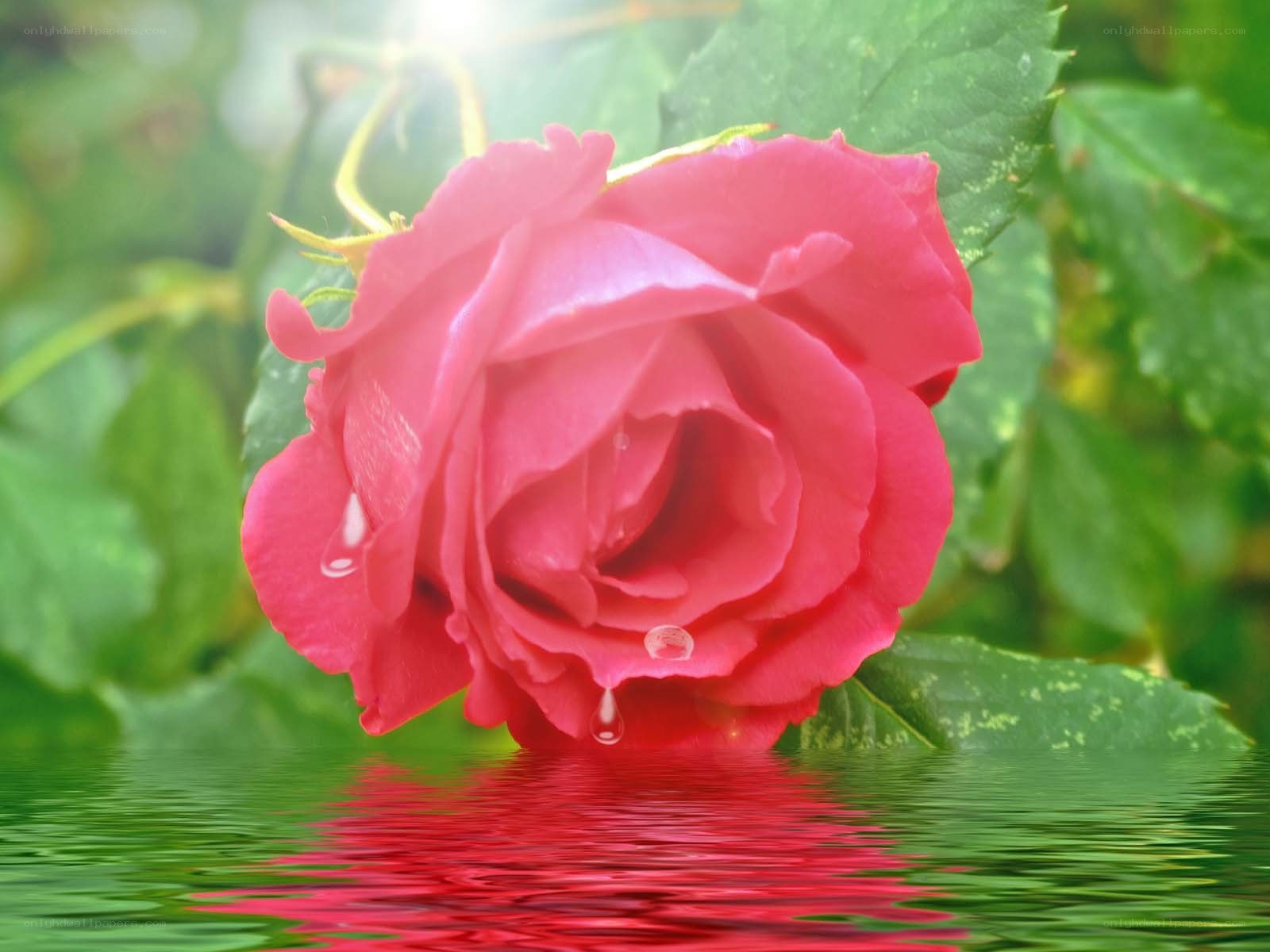 Red rose with water droplets
