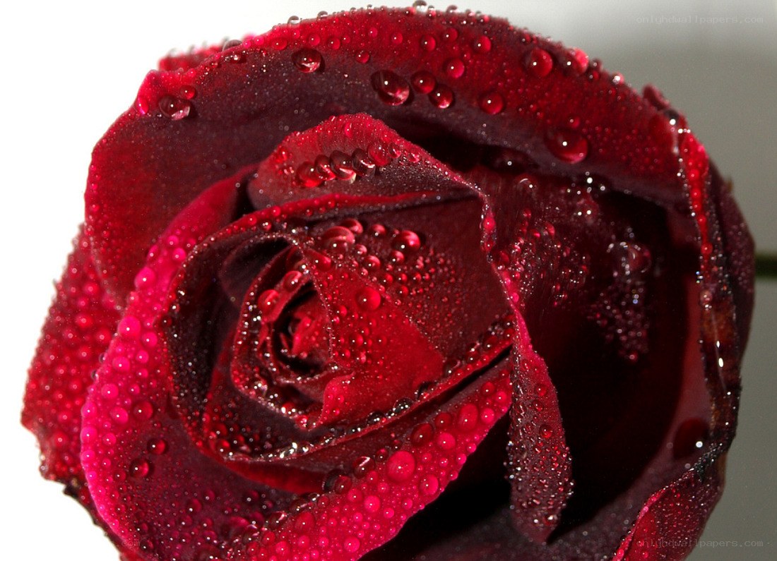Red rose with water droplets