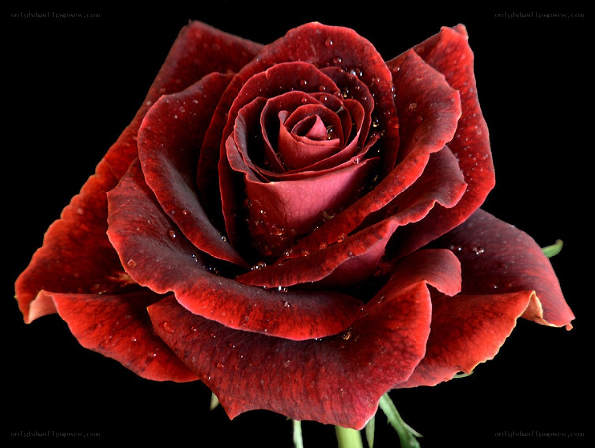 Red rose with water droplets