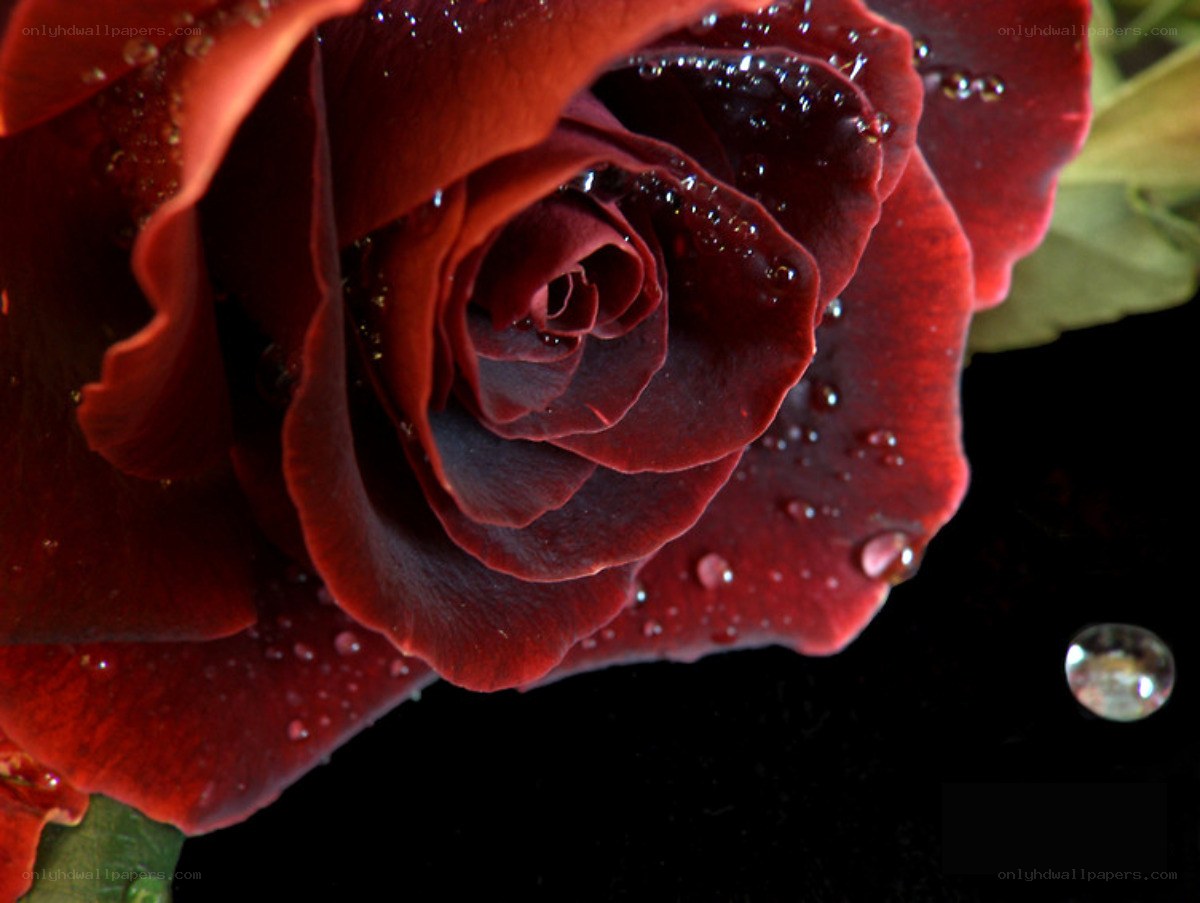 Red rose with water droplets