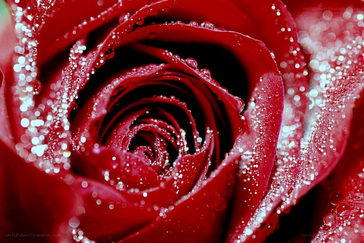 Red rose with water droplets