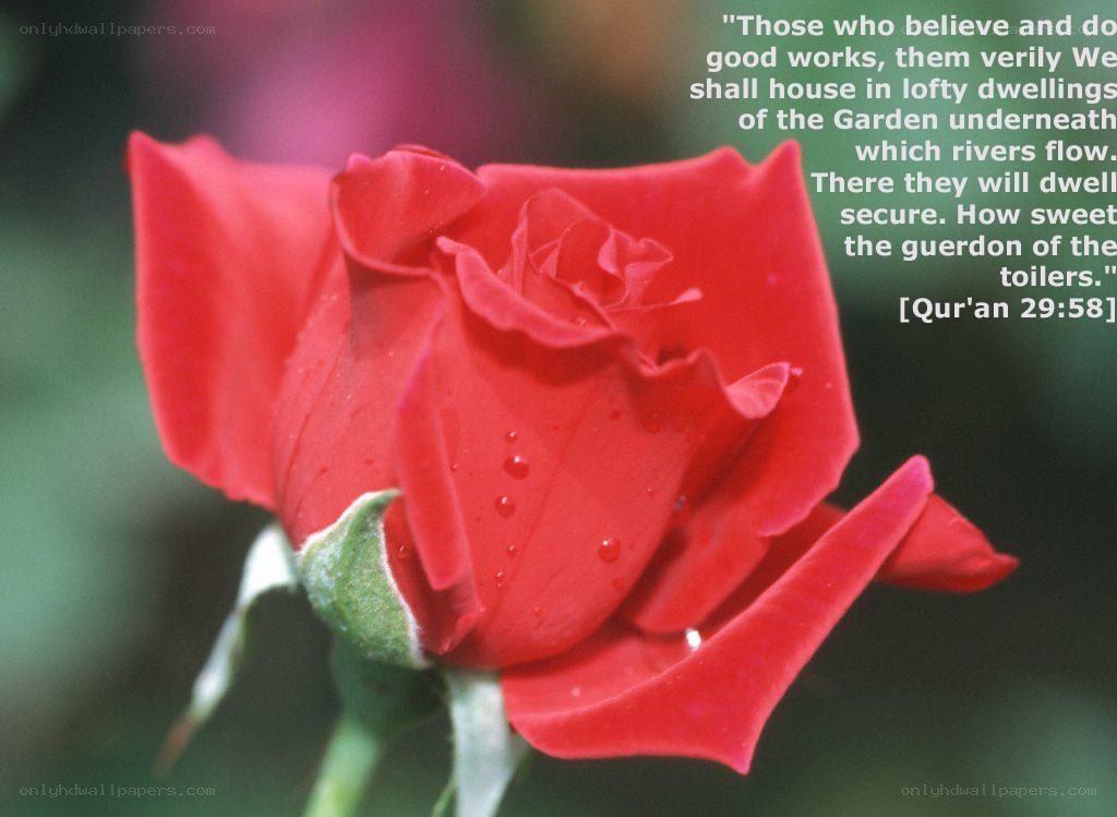 red rose with water droplets