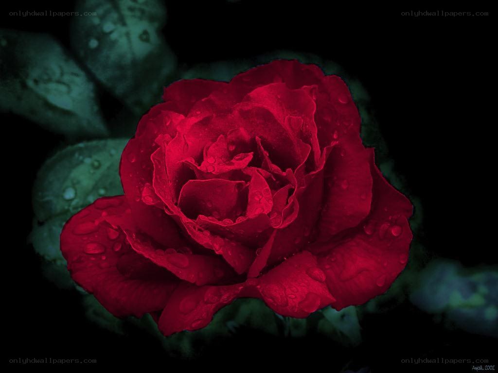 Red rose with water droplets