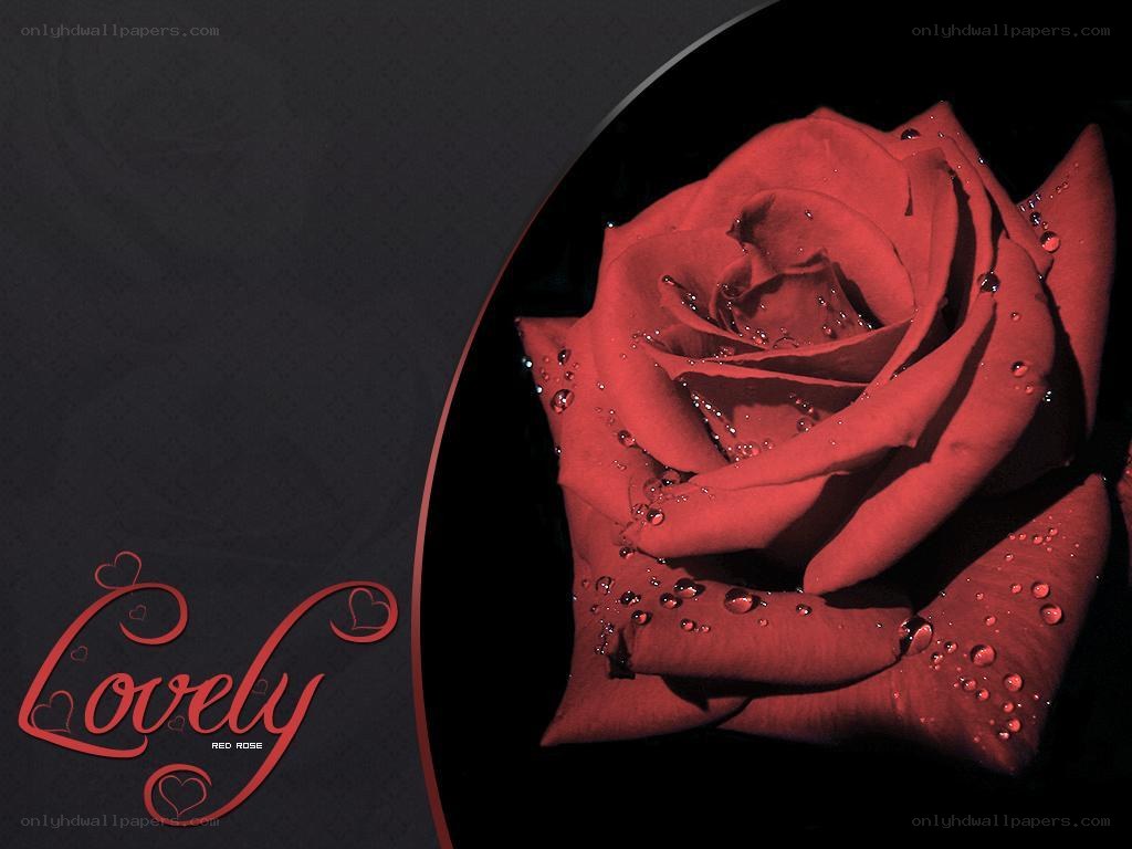Red rose with water droplets