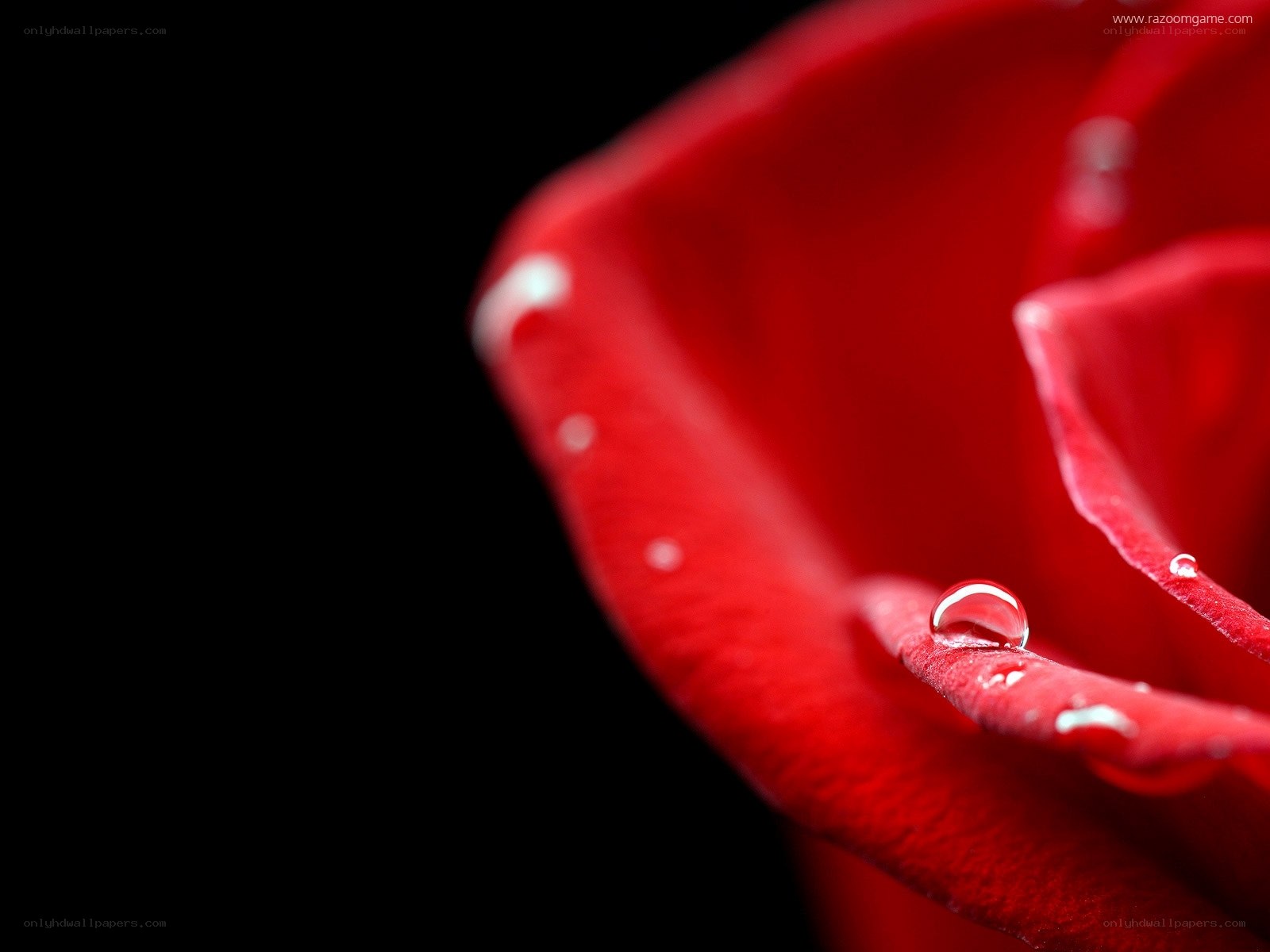 Red rose with water droplets