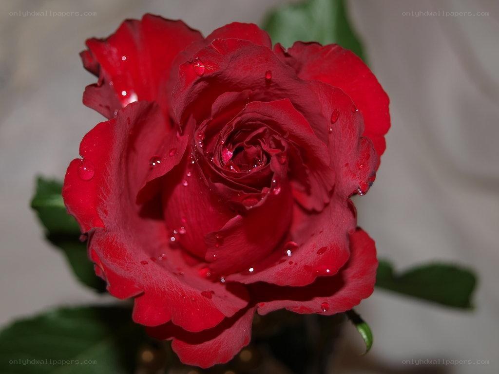 Red rose with water droplets