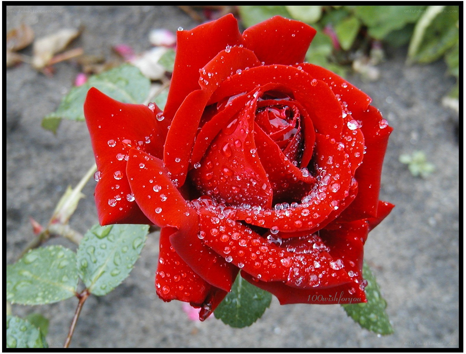 Red rose with water droplets