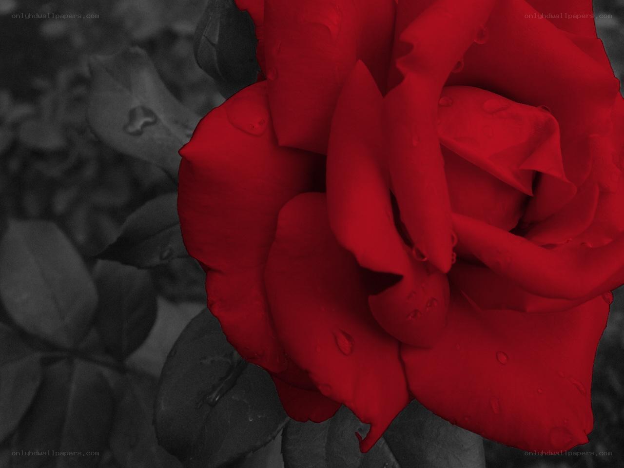 Red rose with water droplets
