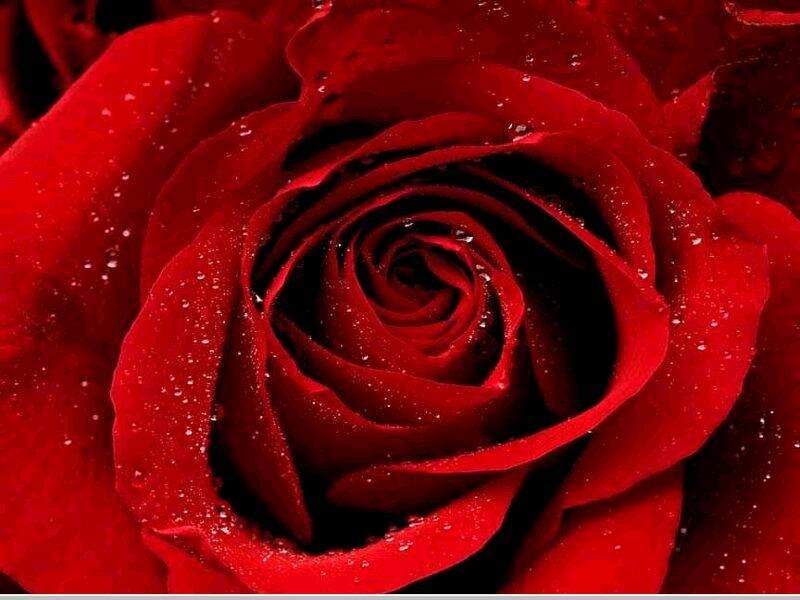 Red rose with water droplets
