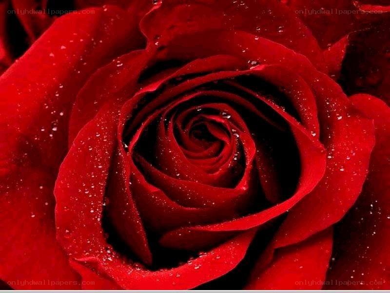 Red rose with water droplets