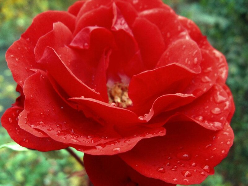 Red rose with water droplets
