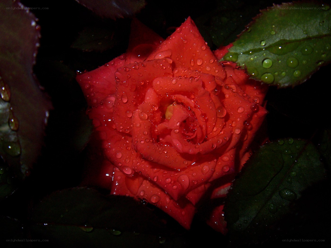 Red rose with water droplets