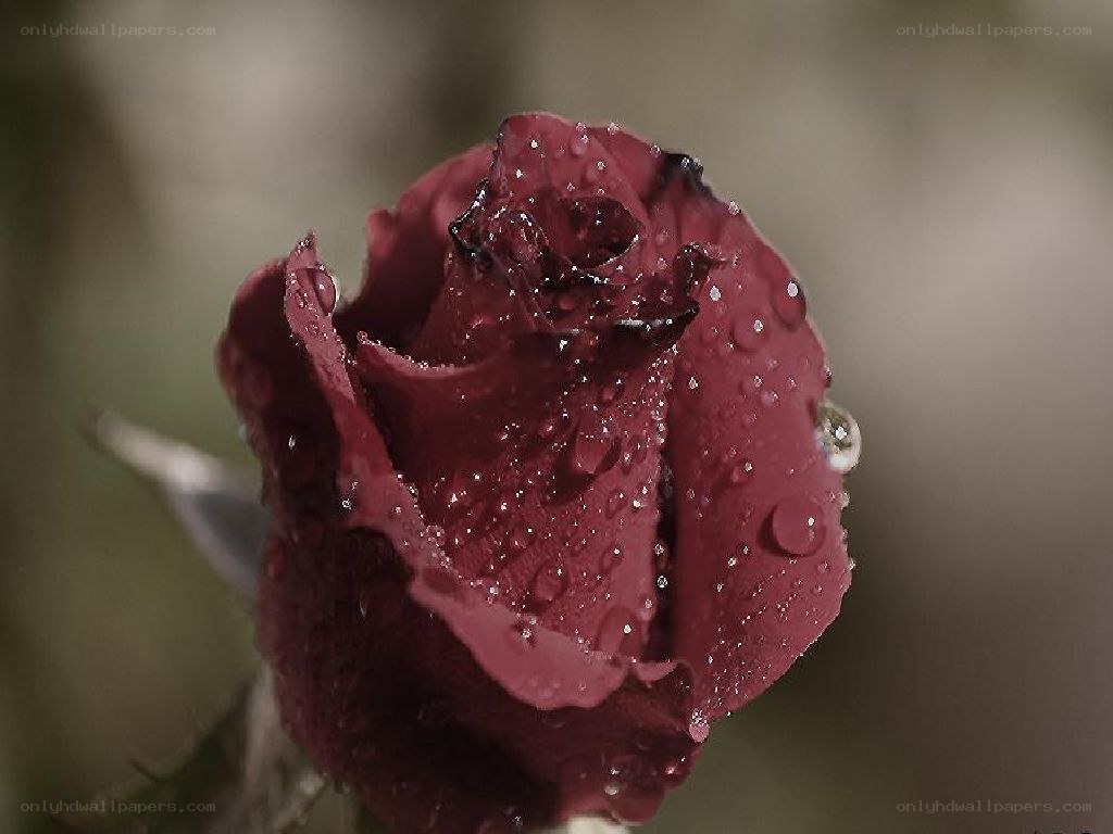 Red rose with water droplets