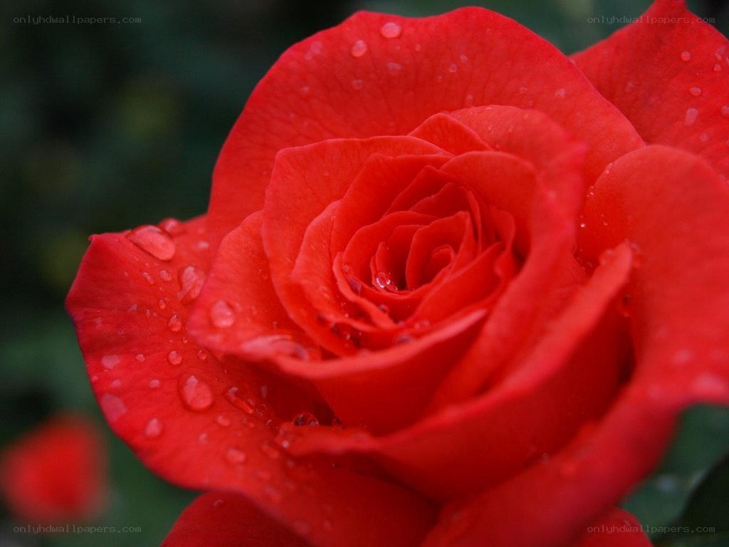 Red rose with water droplets