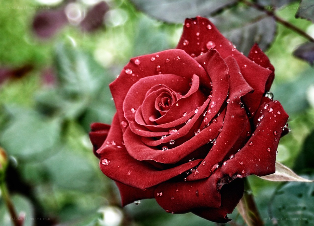 Red rose with water droplets