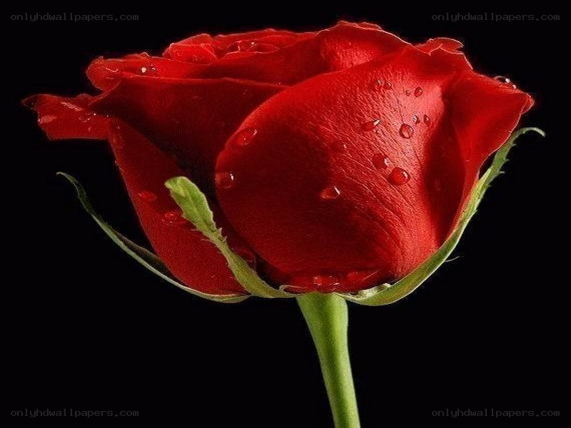 red rose with water droplets