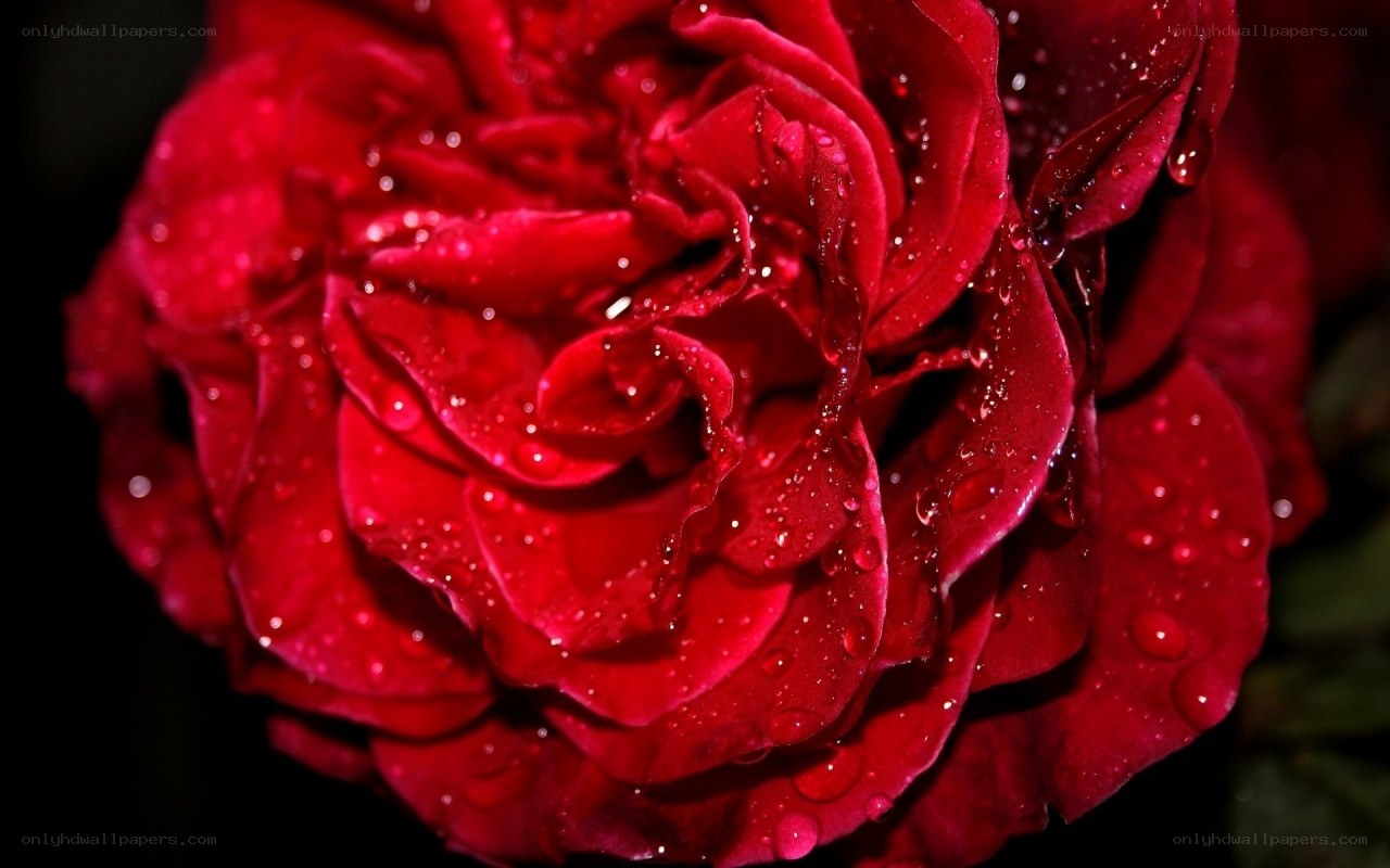 Red rose with water droplets