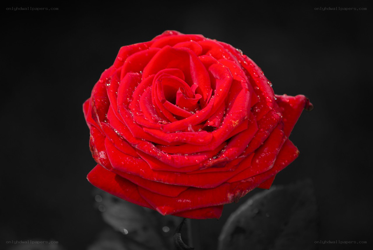 Red rose with water droplets