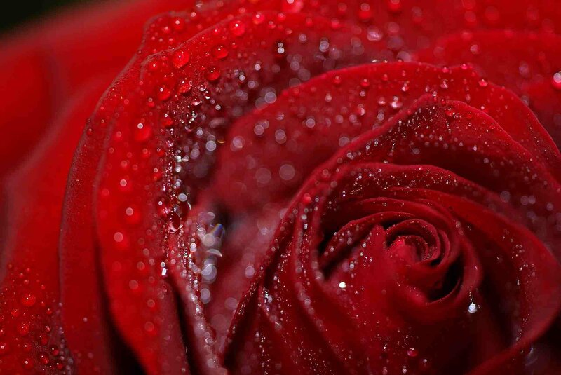 Red rose with water droplets