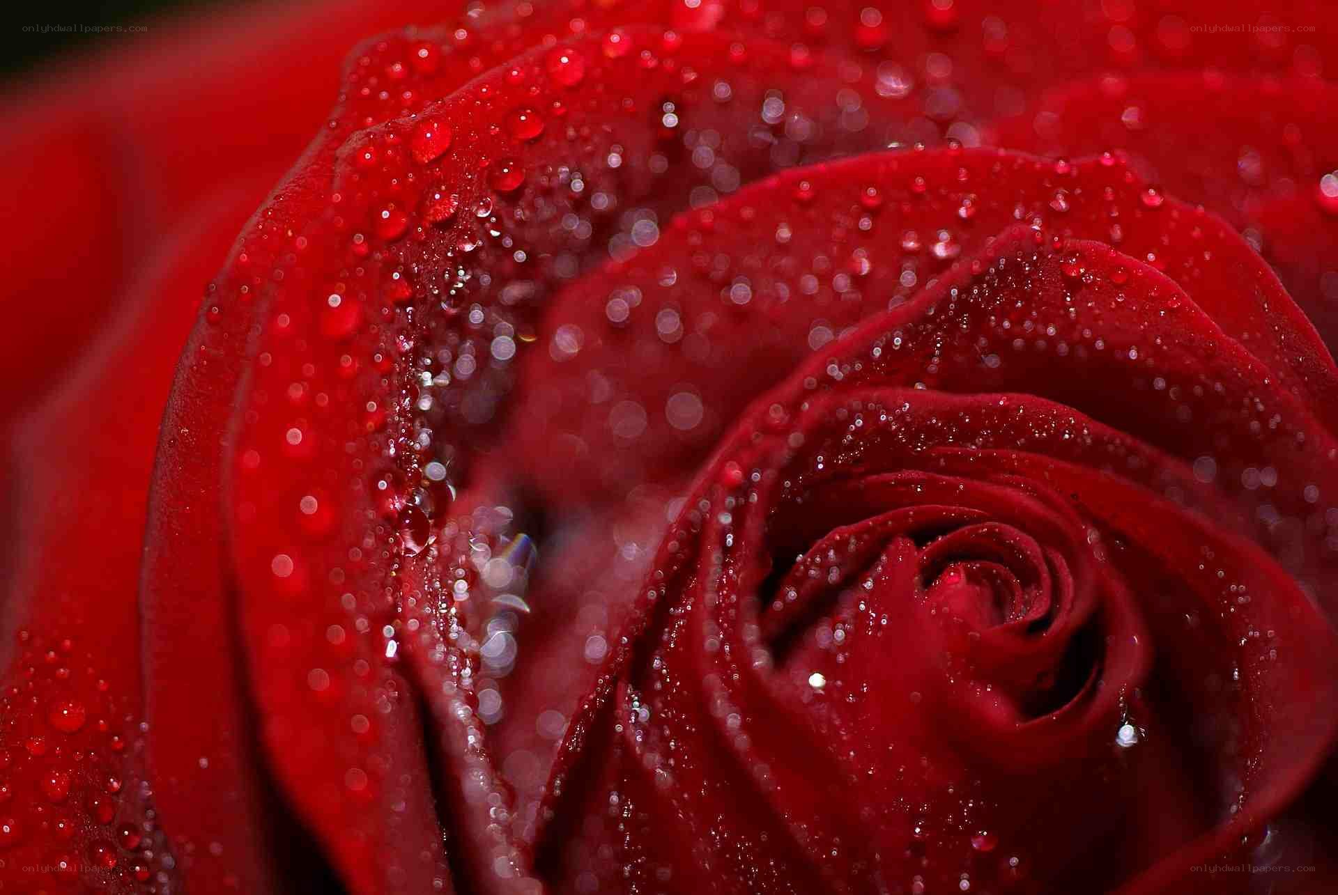Red rose with water droplets