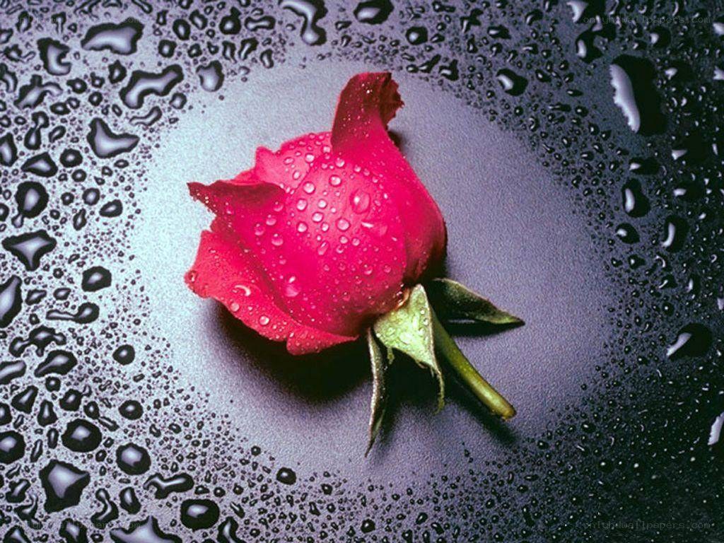 red rose with water droplets