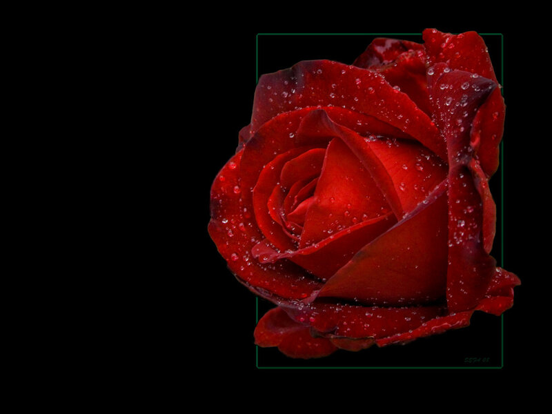 Red rose with water droplets