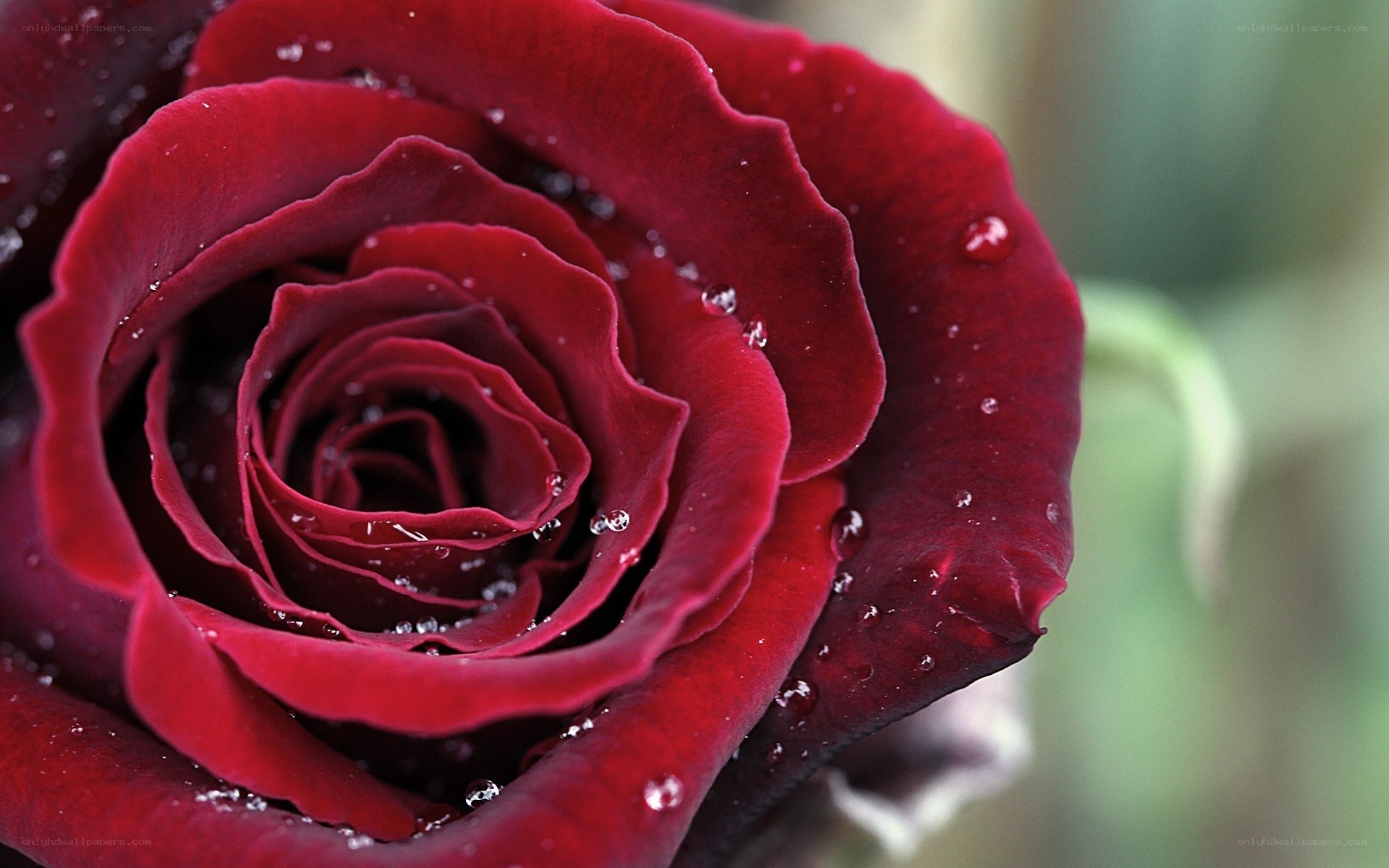 Red rose with water droplets