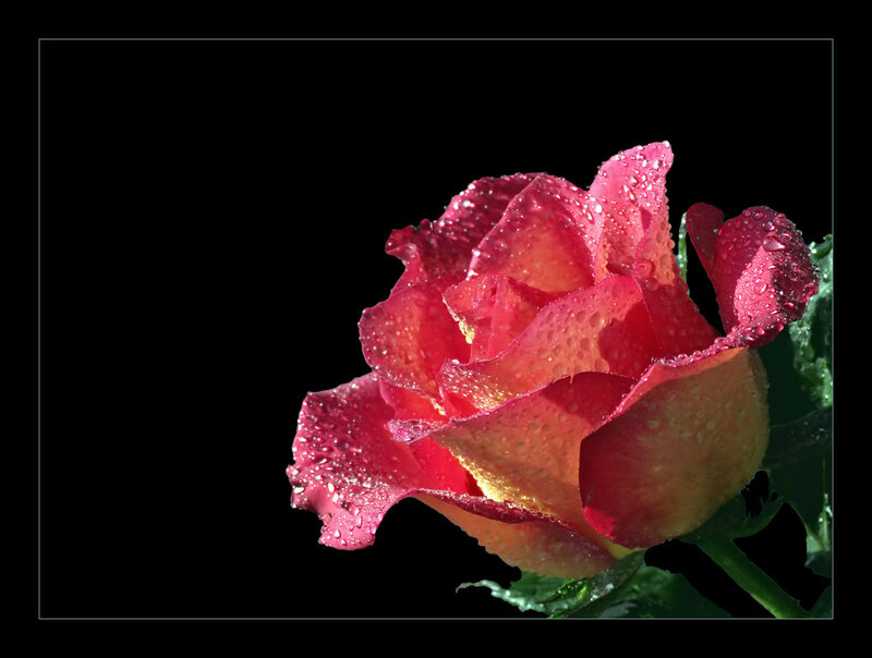Red rose with water droplets