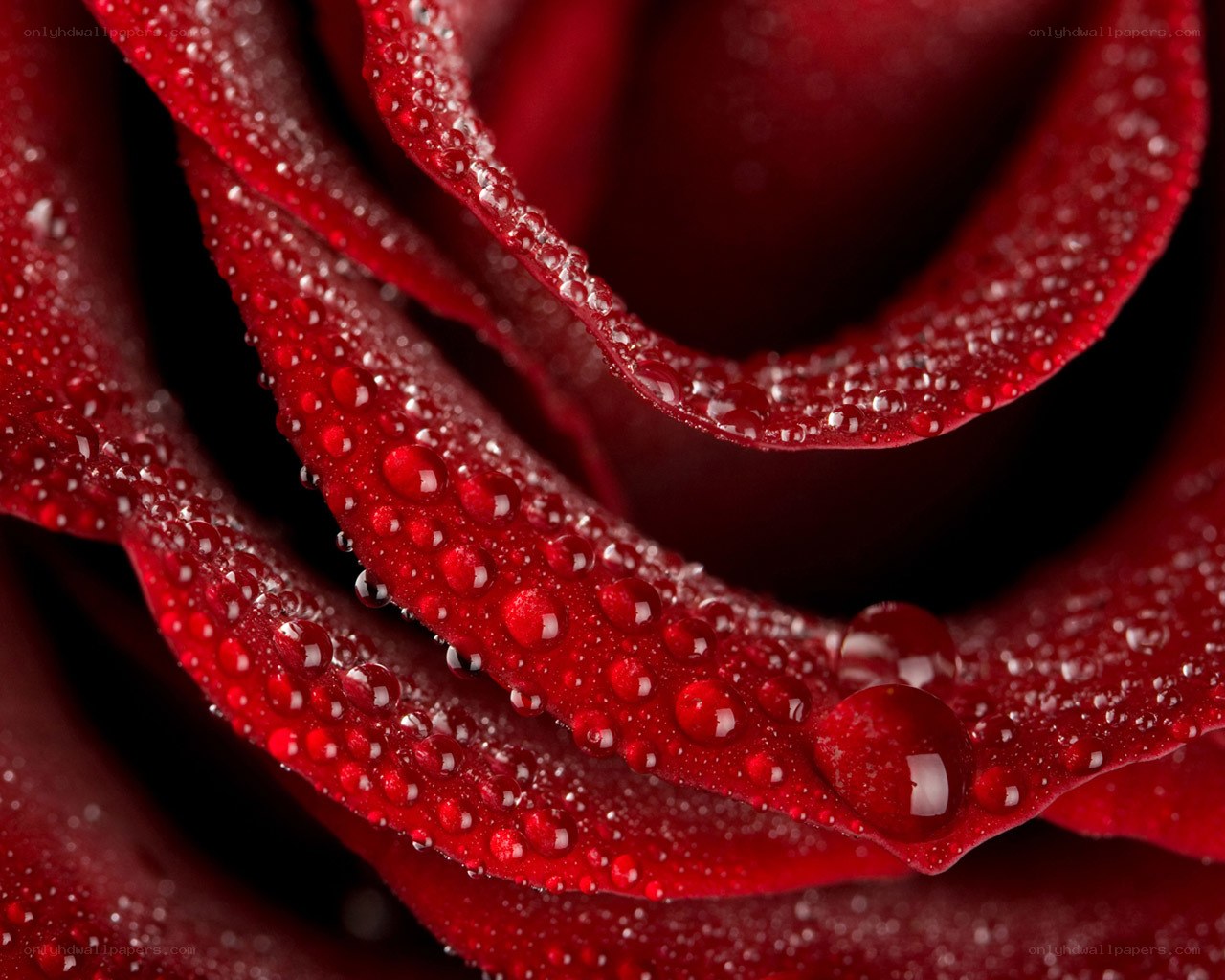 Red rose with water droplets
