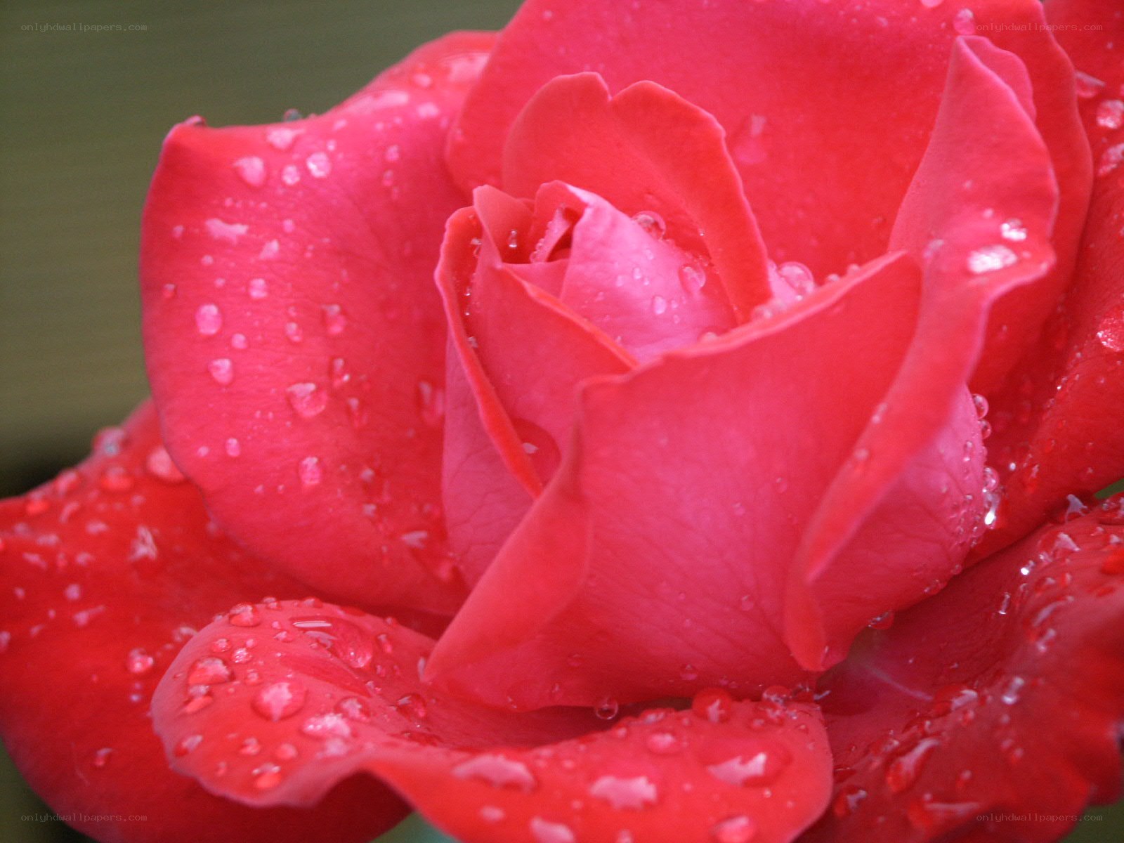 Red rose with water droplets