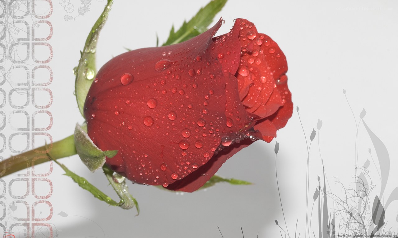 Red rose with water droplets